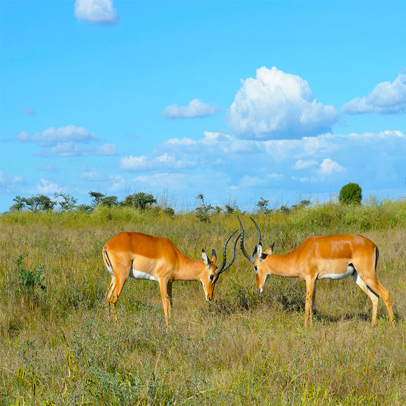 Kenya eSIM destination image